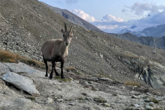 Steinbock vor der Weissmieshütte